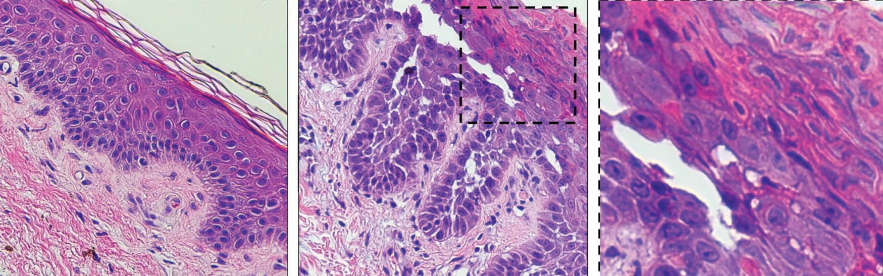 Cell pathology