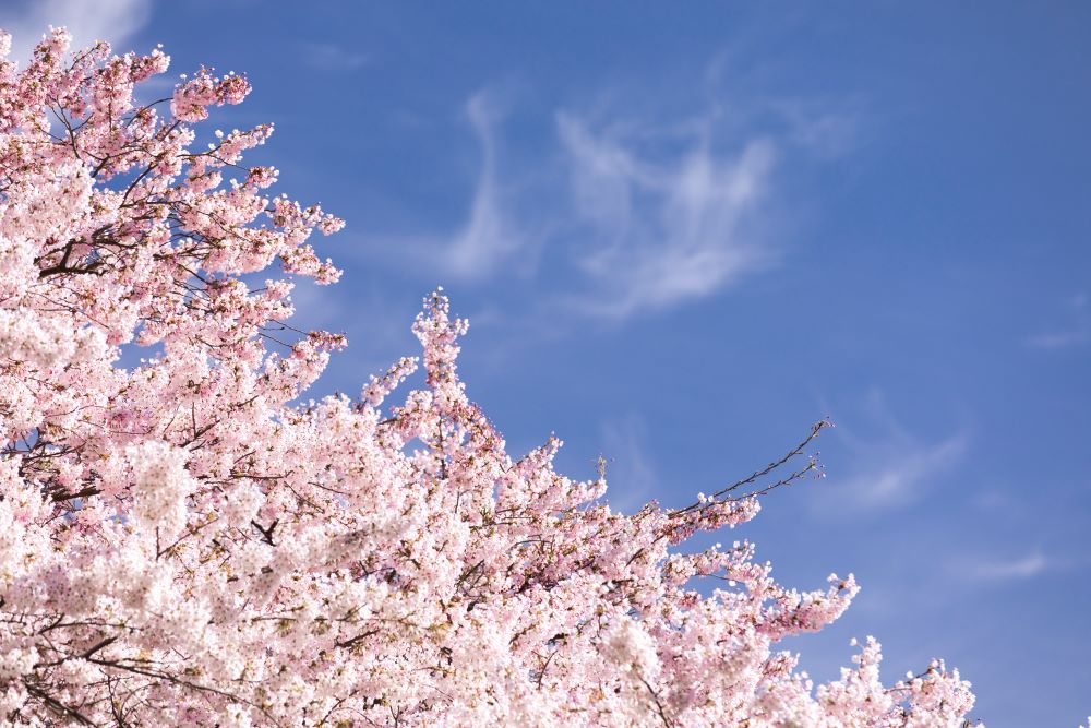 Cherry blossoms on campus