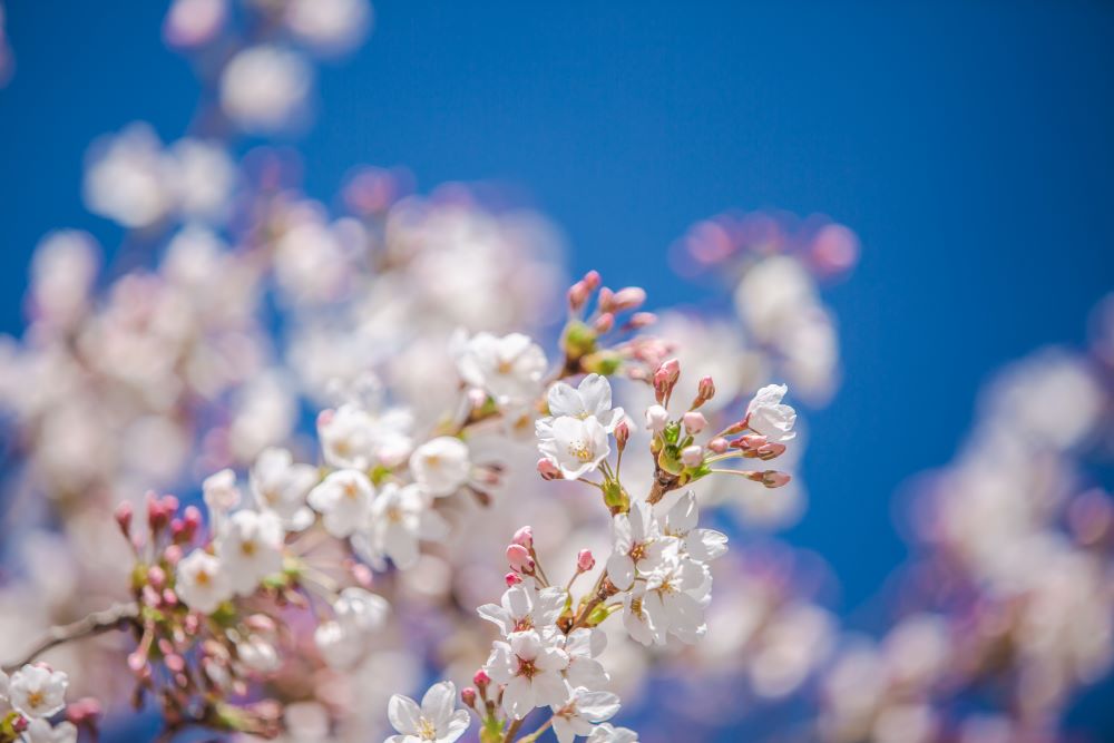 Cherry blossoms on campus