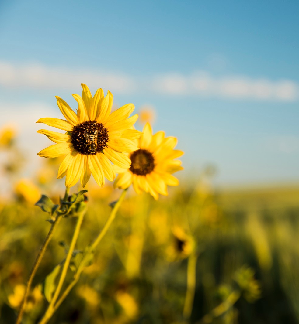 Sunflowers 