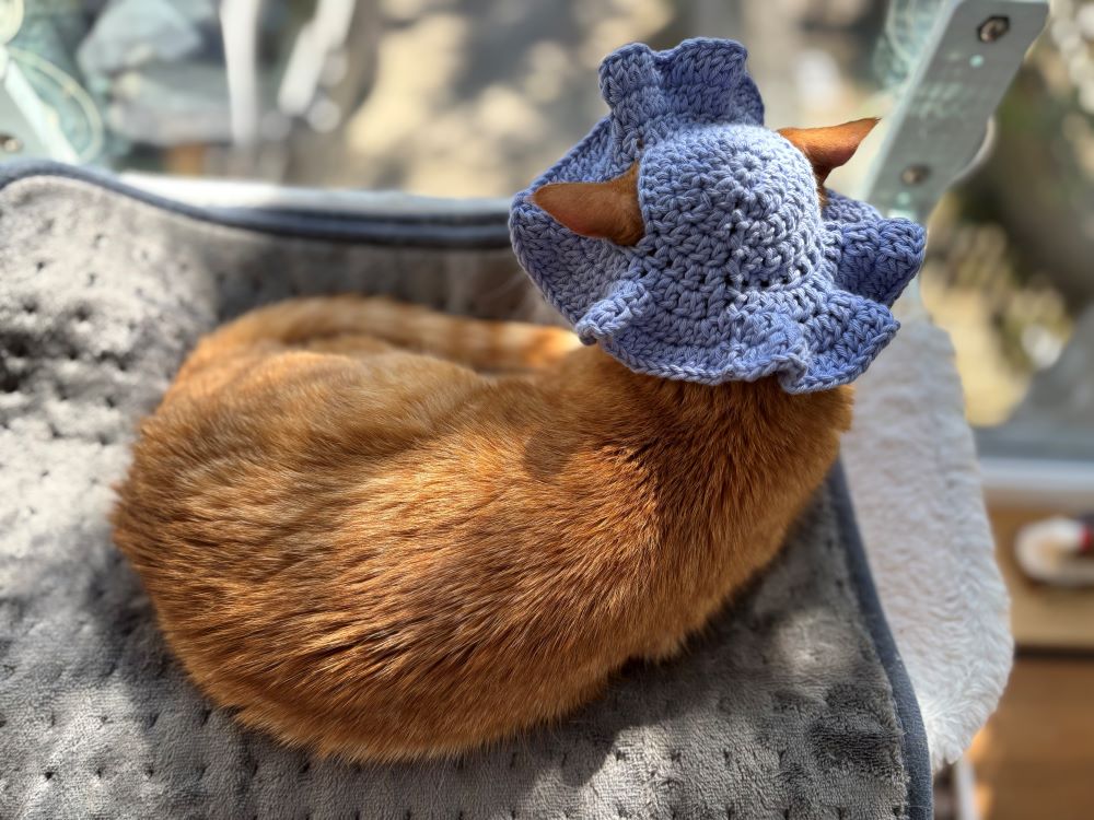 Cat with hat