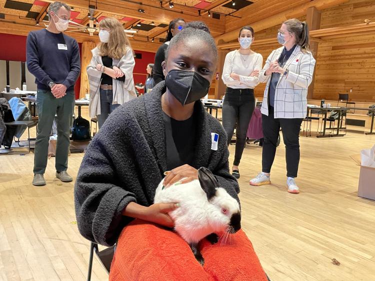 Therapy bunnies