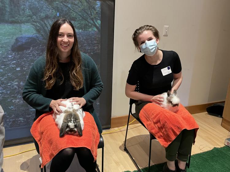 Therapy bunnies