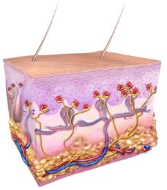 Merkel cell illustration